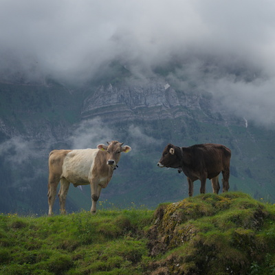 Tiere