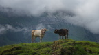 Tiere